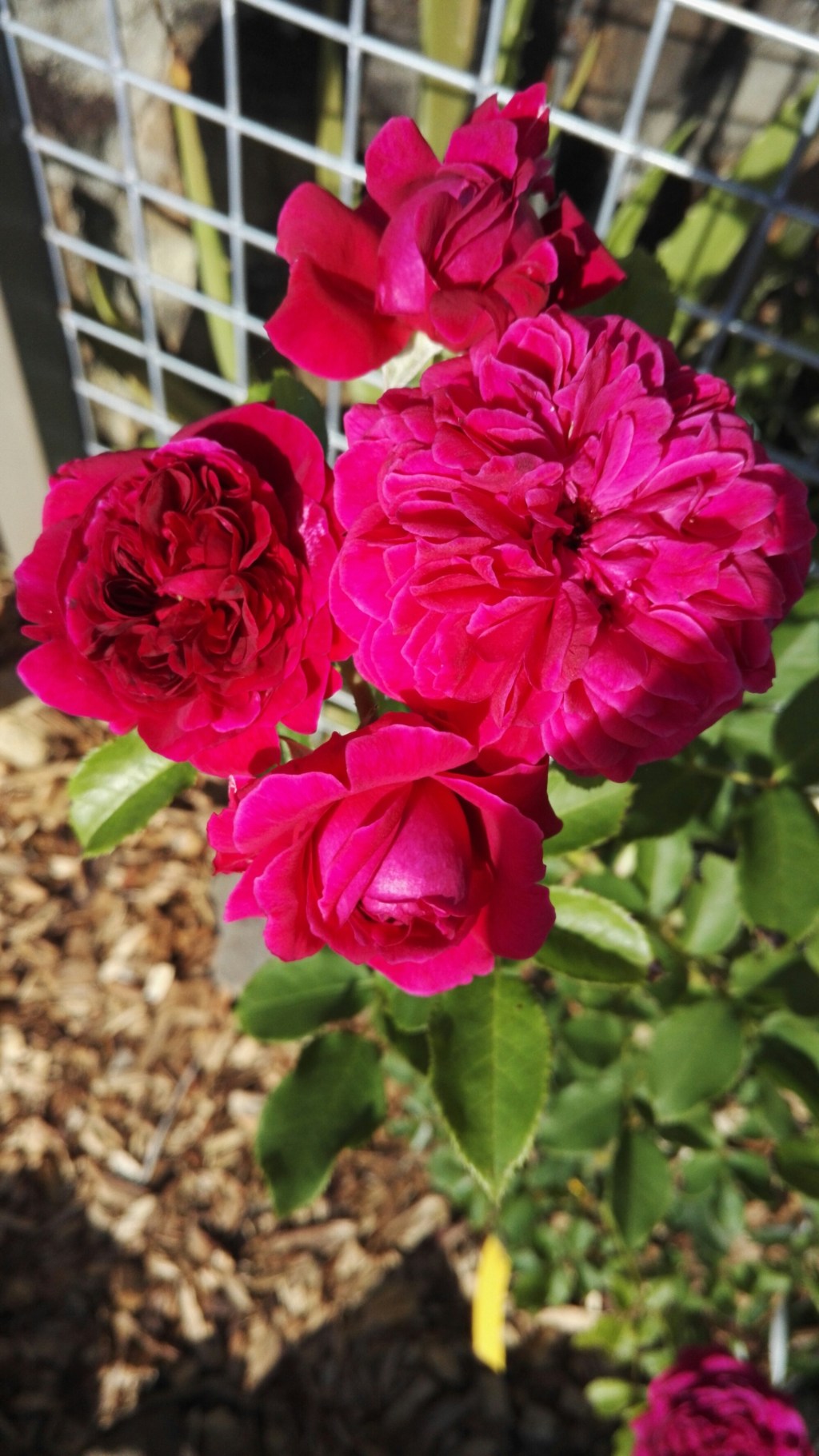 David Austin William&nbsp;Shakespeare