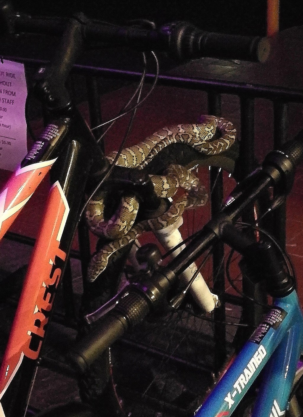 Sleeping carpet snake