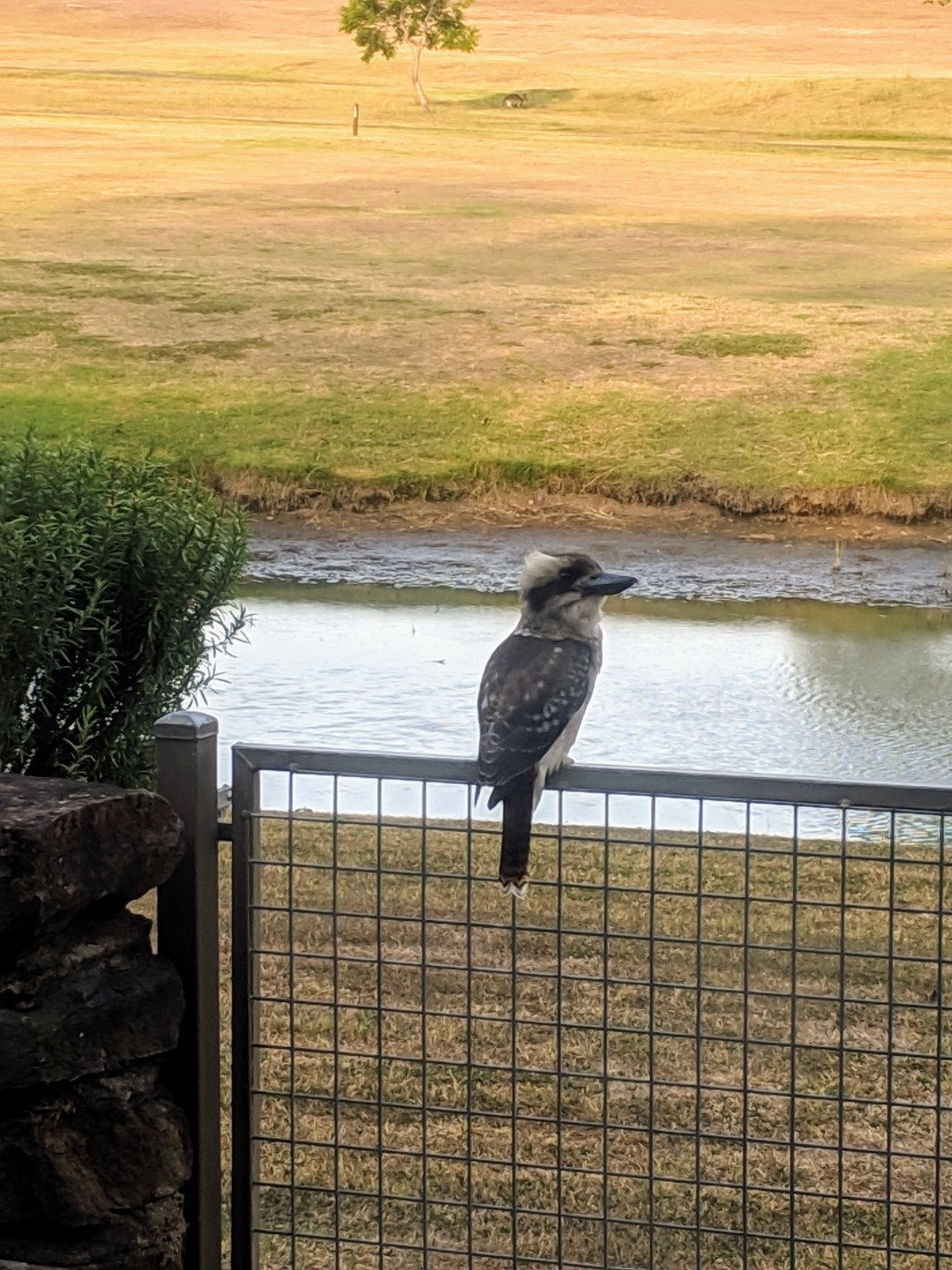 Kookaburra Australia Australian bird Scenic Rim Queensland