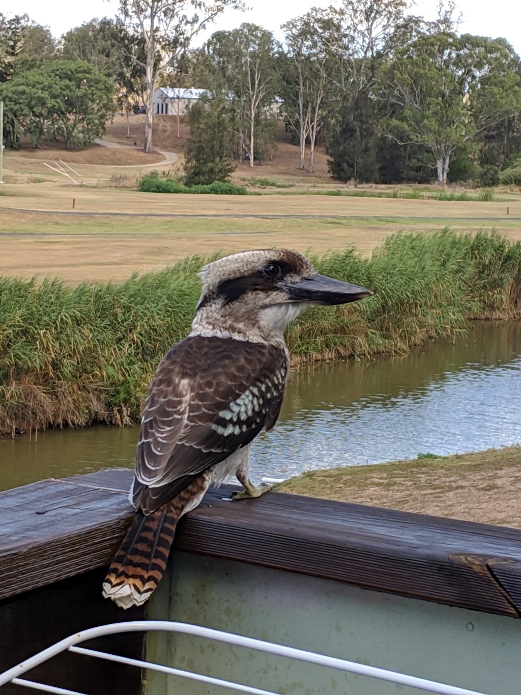 kookaburra