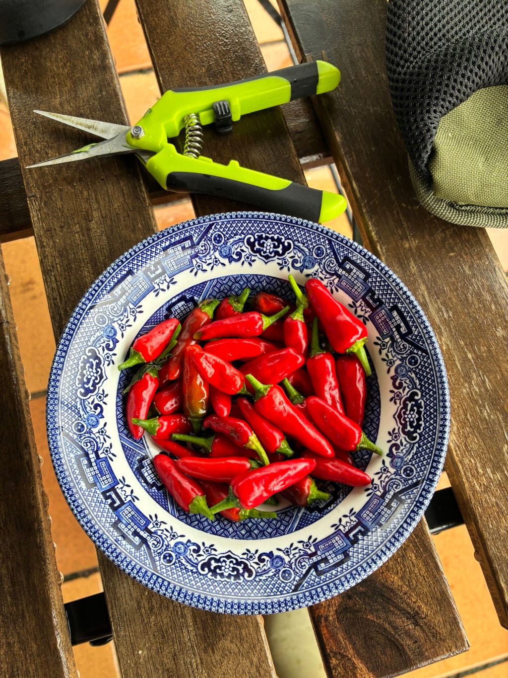 Chilli 🌶️ harvest